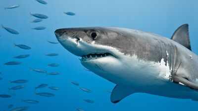 In 2023, Tropical Storm Hilary struck Southern California; 22 juvenile great white sharks abandoned their San Diego nursery and returned after conditions improved
