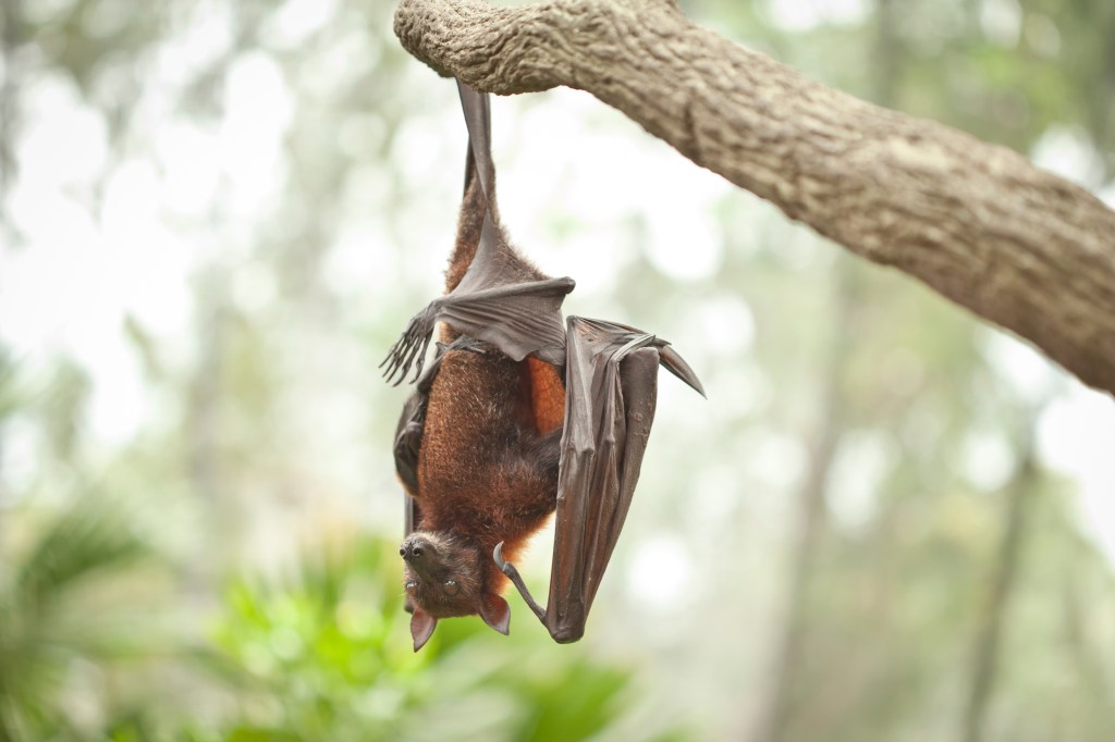 Malaysian flying fox hanging upside down from a tree branch.