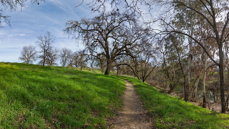 A walking trail winds between oak trees alongside Putah Creek
