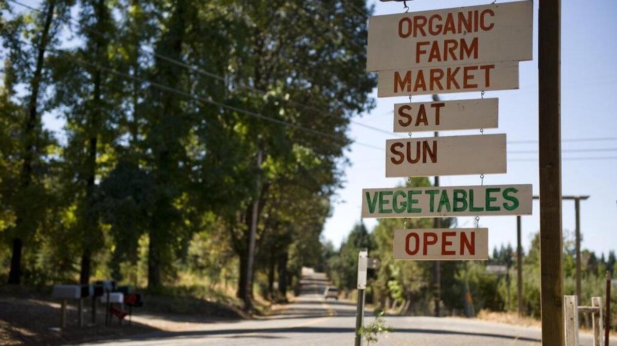 Apple Hill during summer: Fresh pizza, live music, wines