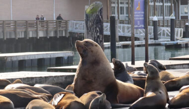 Meet Chonkers: the 2,000-pound sea lion who stole hearts (and docks) at San Francisco's Pier 39