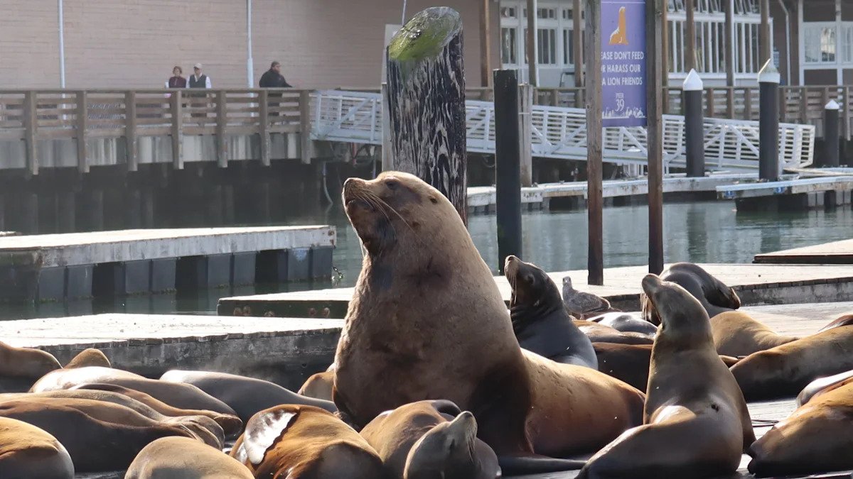 Meet Chonkers: the 2,000-pound sea lion who stole hearts (and docks) at San Francisco's Pier 39