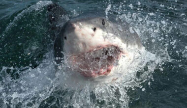 40 Great Whites in One Day: What El Niño Means for California Beaches