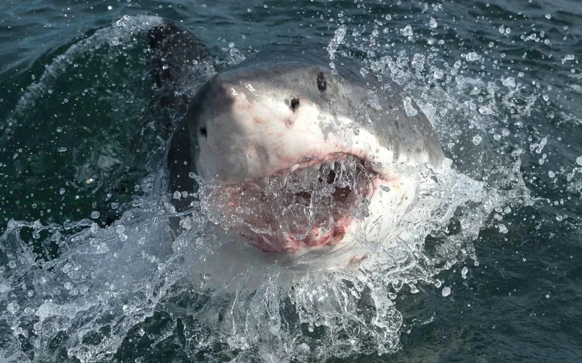 40 Great Whites in One Day: What El Niño Means for California Beaches