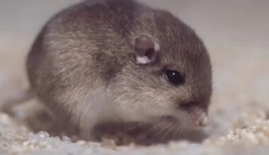 9 California Mice Named After Superheroes Could Save Their Species