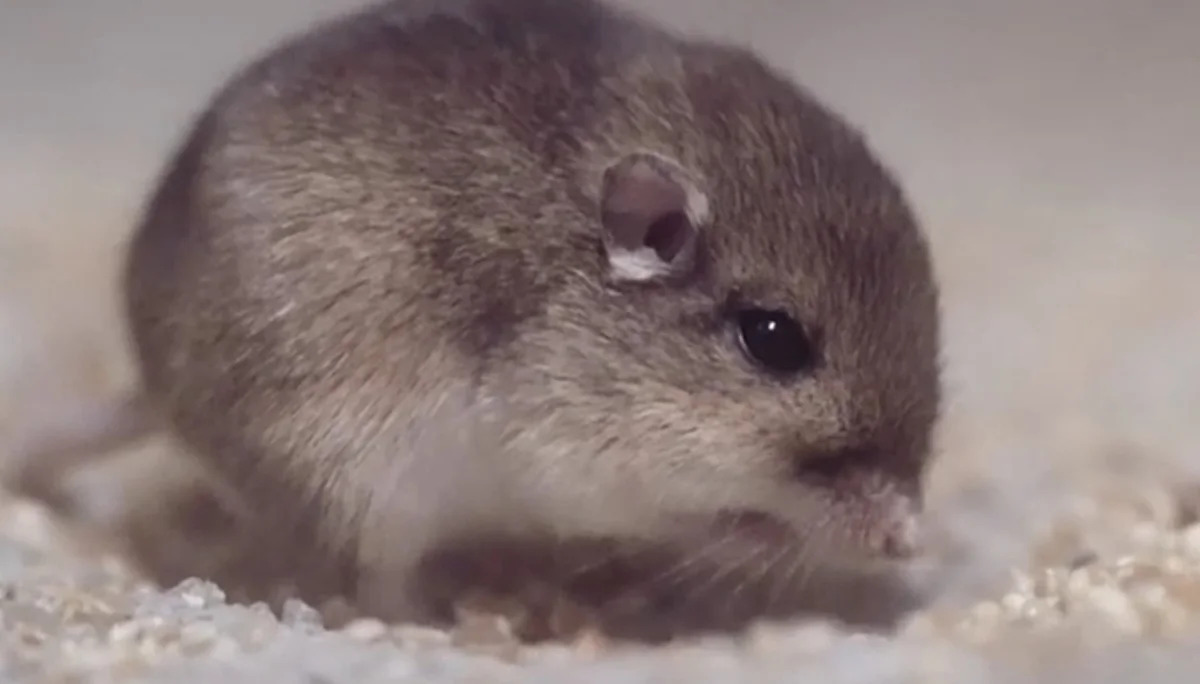 9 California Mice Named After Superheroes Could Save Their Species