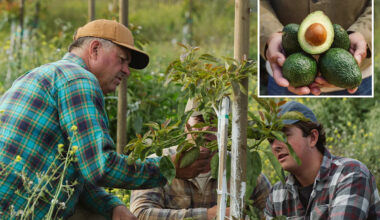 California avocado farmers issue dire warning as Mexican imports surge