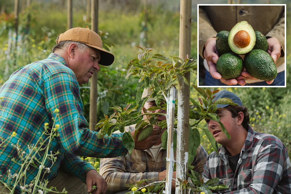 California avocado farmers issue dire warning as Mexican imports surge