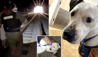 Terrified pup survives 2 days in pitch-black California tunnel before dramatic rescue