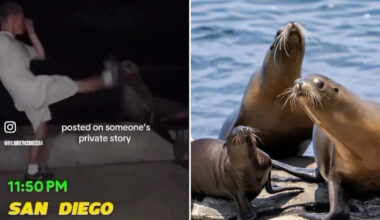 Feds hunt sicko who battered sea lion at La Jolla Cove near San Diego