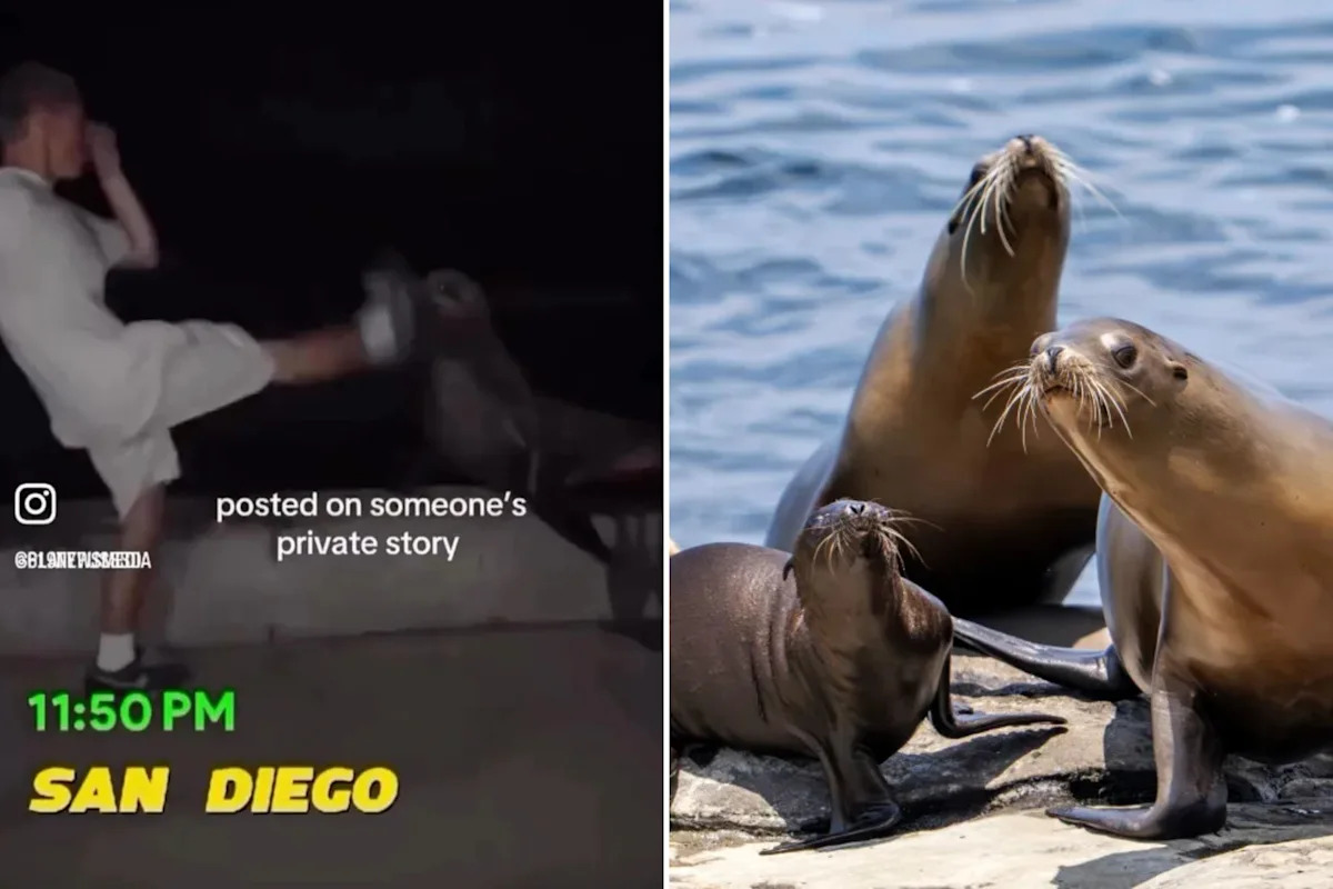 Feds hunt sicko who battered sea lion at La Jolla Cove near San Diego