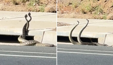 Giant rattlesnakes lock in wild dance on California street as bite cases climb