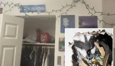 Pregnant raccoon gives birth in California man’s wall then starts clawing its way into his bedroom