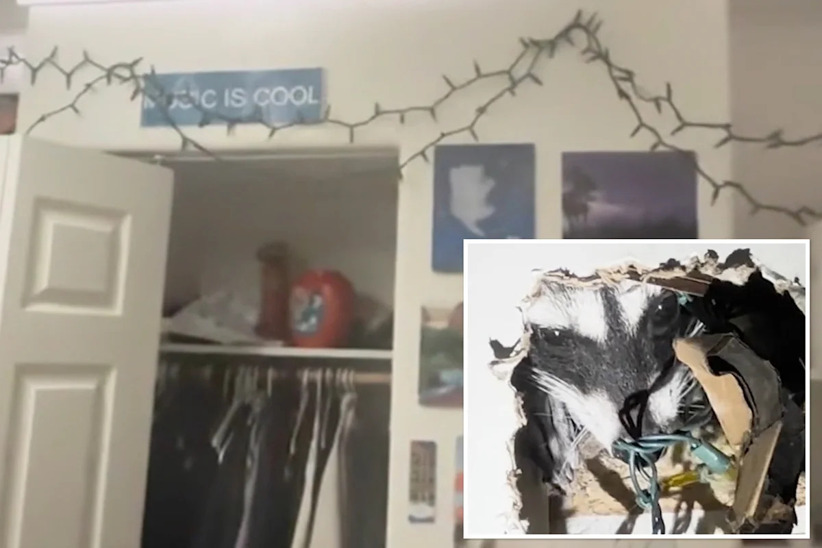 Pregnant raccoon gives birth in California man’s wall then starts clawing its way into his bedroom