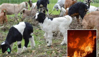 Outrageous California wage change will put wildfire-fighting goats out of business, owners say