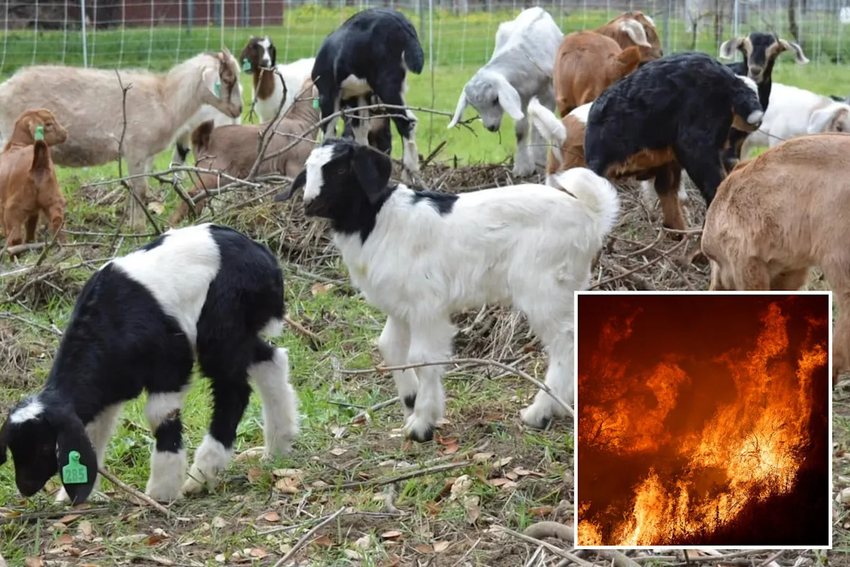 Outrageous California wage change will put wildfire-fighting goats out of business, owners say