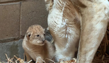 Fresno Zoo gets 4th of July surprise with adorable baby lion cubs