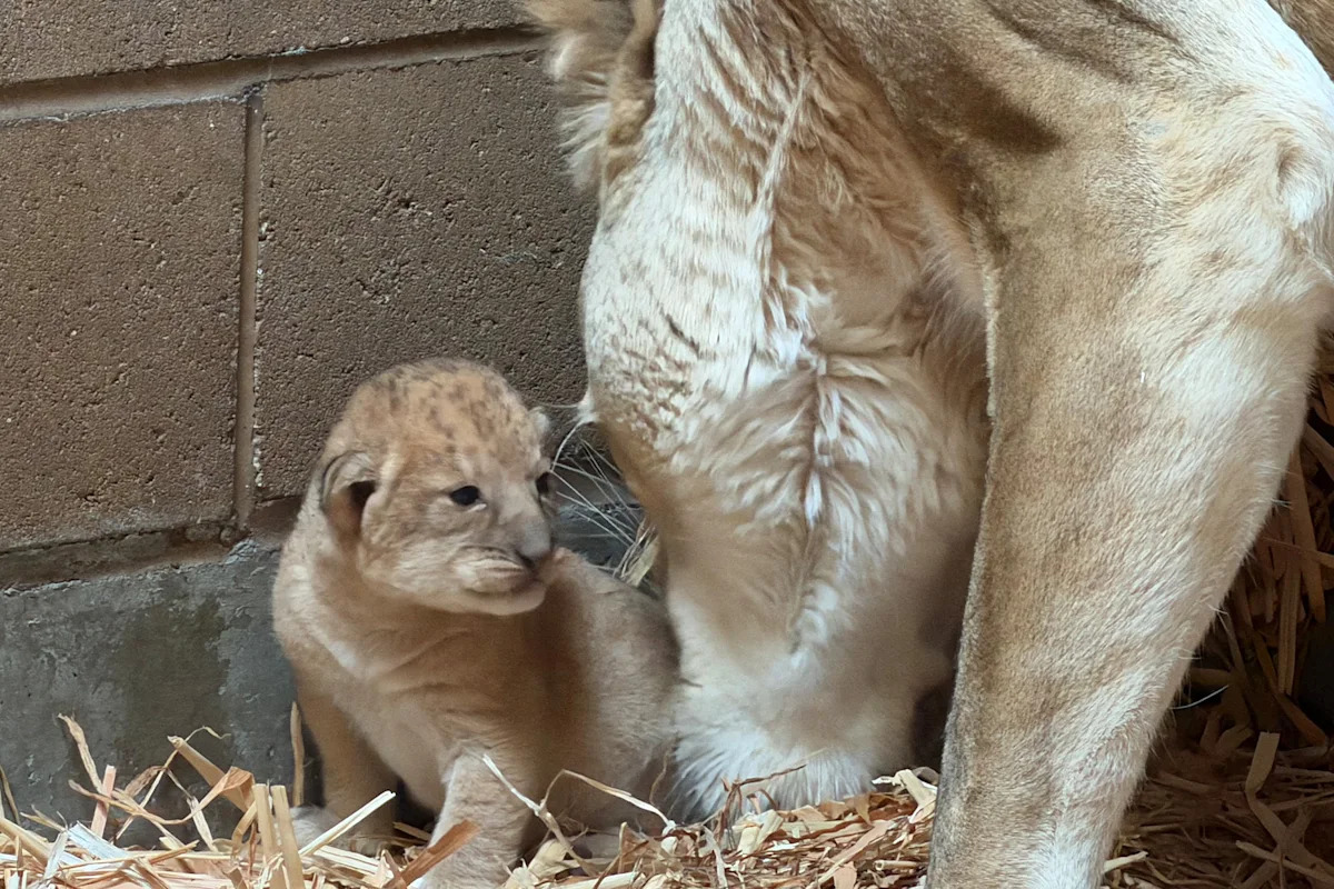 Fresno Zoo gets 4th of July surprise with adorable baby lion cubs