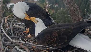 Famous California bald eagle’s home saved after last-minute donation spares nesting grounds from development