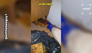 California Home Hides Massive Bee Colony in Shocking Place