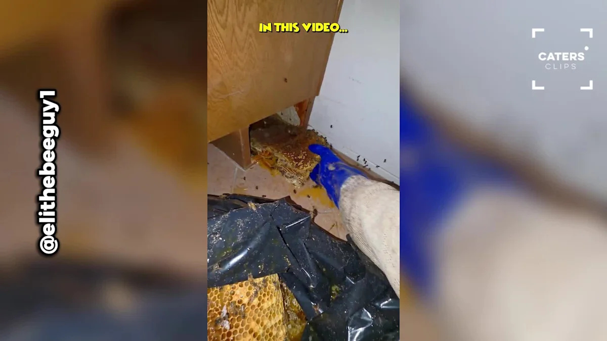 California Home Hides Massive Bee Colony in Shocking Place