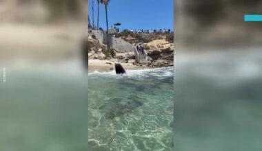 Unexpected Wildlife Drama Unfolds on California Shore