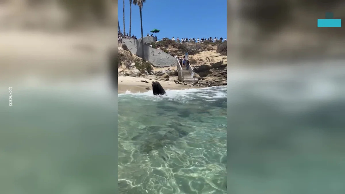 Unexpected Wildlife Drama Unfolds on California Shore