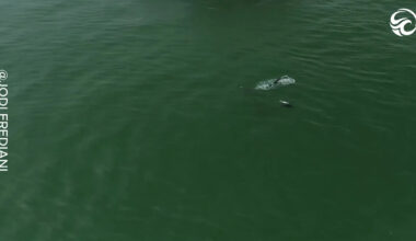 Spectacular Whale Feeding Frenzy Unfolds Off California Coast