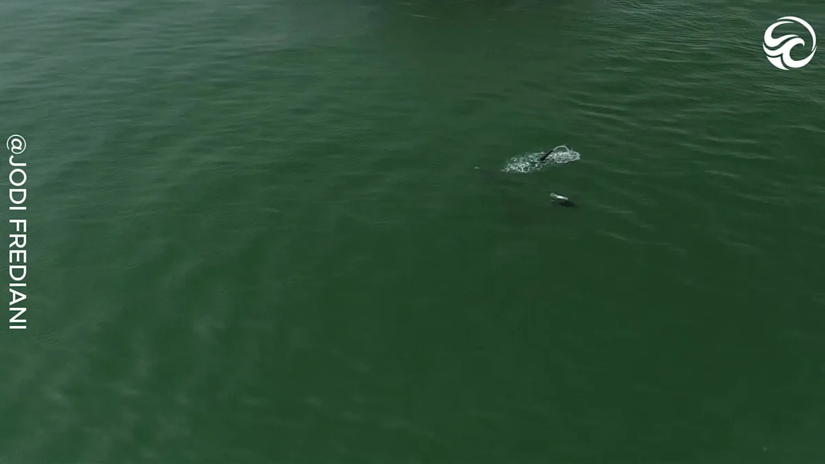 Spectacular Whale Feeding Frenzy Unfolds Off California Coast