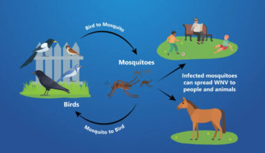 Fresno, Central Valley counties confirm first human cases of West Nile. How to stay safe