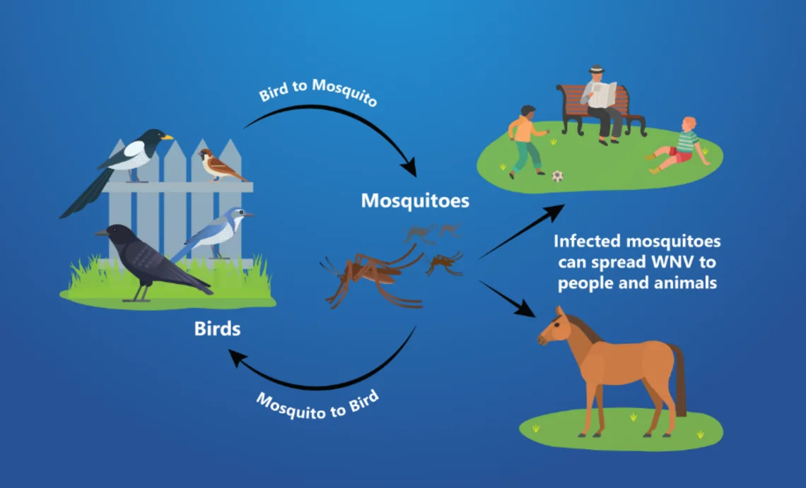 Fresno, Central Valley counties confirm first human cases of West Nile. How to stay safe