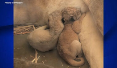 Fresno Chaffee Zoo welcomes two baby cubs