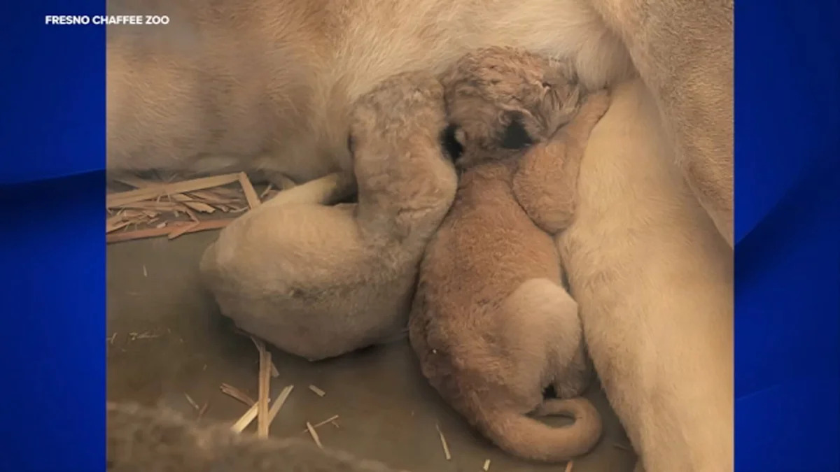 Fresno Chaffee Zoo welcomes two baby cubs