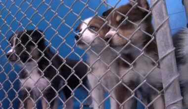 Bakersfield Animal Care Center seeking fans, coolers for dogs amid extreme heat