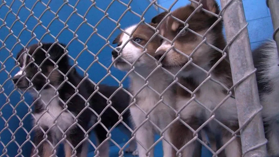 Bakersfield Animal Care Center seeking fans, coolers for dogs amid extreme heat