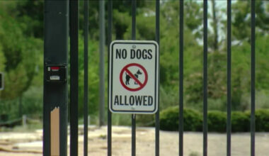 California City leaders to discuss stray animal issues, seek members for vicious dog review board