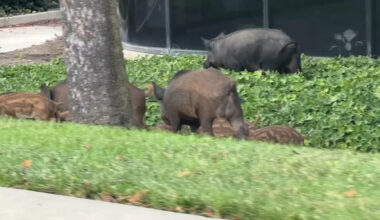 Pigs gone wild: Boars seen tearing up landscaping in San Jose