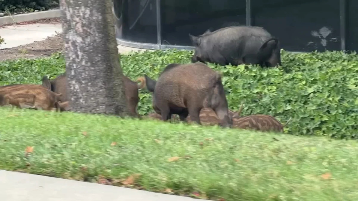 Pigs gone wild: Boars seen tearing up landscaping in San Jose