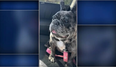 French bulldog still missing in San Jose after suspect arrested for crime spree