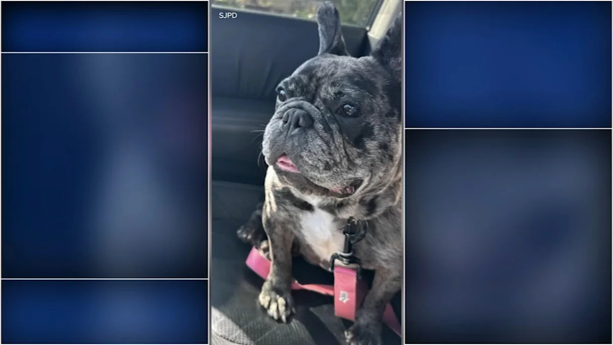 French bulldog still missing in San Jose after suspect arrested for crime spree