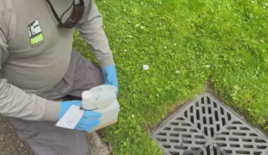 San Francisco health officials monitor for invasive mosquitoes