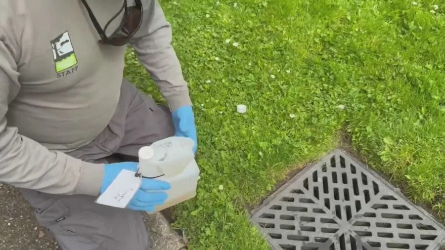 San Francisco health officials monitor for invasive mosquitoes