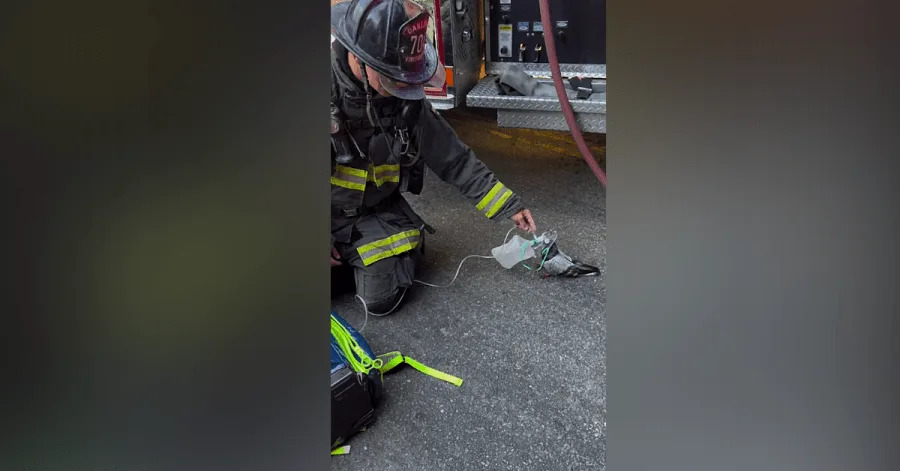 Oakland firefighters honored for saving pigeon that suffered smoke inhalation