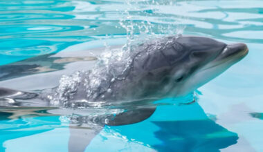 SeaWorld San Diego celebrates birth of dolphin calf and sea lion pup
