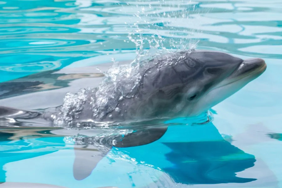 SeaWorld San Diego celebrates birth of dolphin calf and sea lion pup