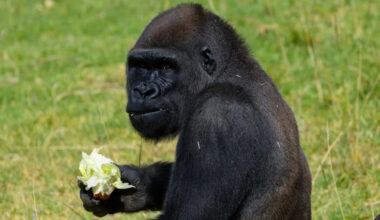 San Diego Zoo gorilla undergoes groundbreaking mastoidectomy