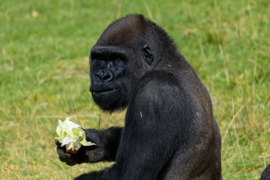 San Diego Zoo gorilla undergoes groundbreaking mastoidectomy