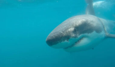 <em>File: A great white shark seen near the La Jolla coast. (Dustin Sergent)</em>