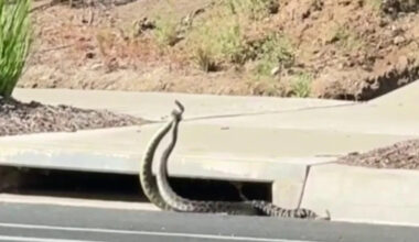 VIDEO: Rattlesnakes spotted 'combat dancing' on Southern California street