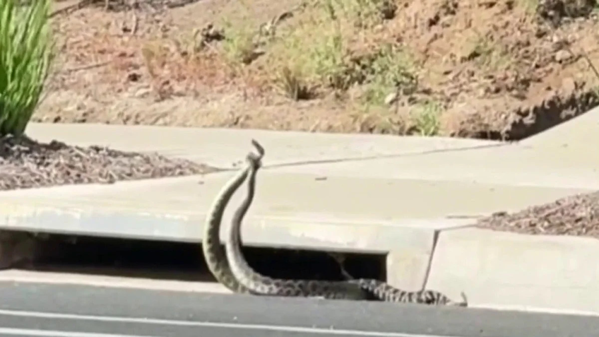 VIDEO: Rattlesnakes spotted 'combat dancing' on Southern California street